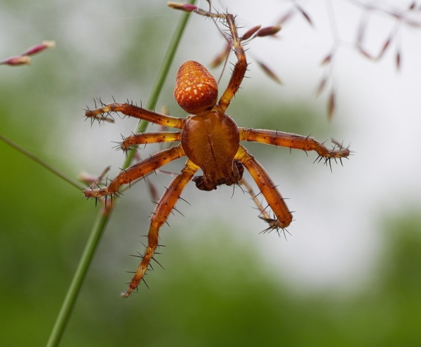 20130701 14 wustrow neu drosedow erdbeerspinne maennchen