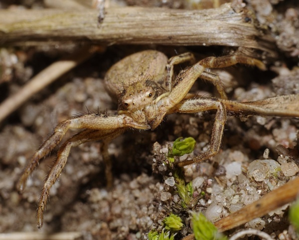 20140309 18 kaefertaler wald mannheim braune krabbenspinne weibchen