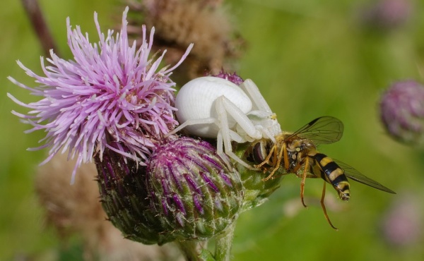 20140621 18 mannheim rheinau veraenderliche krabbenspinne weibchen mit beute