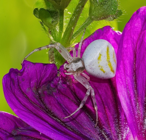 20160624 04 viernheimer heide viernheim krabbenspinne thomisus onustus weibchen