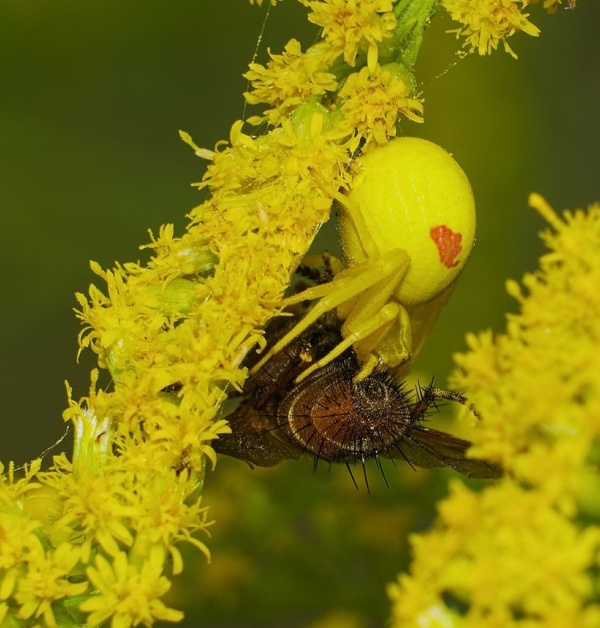 20160902 04 kaefertaler wald mannheim veraenderliche krabbenspinne weibchen mit beute