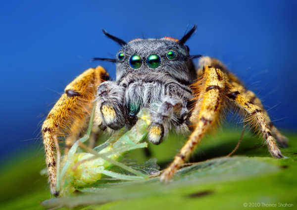 adult male phidippus mystaceus feeding on a chrysopid