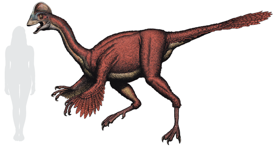 The dinosaur ‘chicken from hell’ 1 chicken like dinosaur anzu wyliei