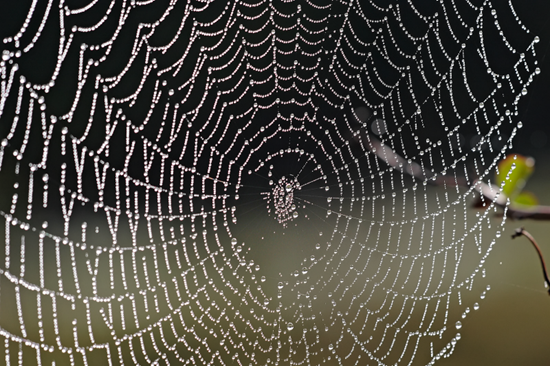 Spiders and their strange webs - why don't spiders stick to their own webs? 1 image thumb29