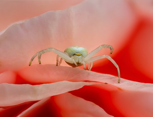 krabbenspinne misumena vatia rose 20190803 rm 085027