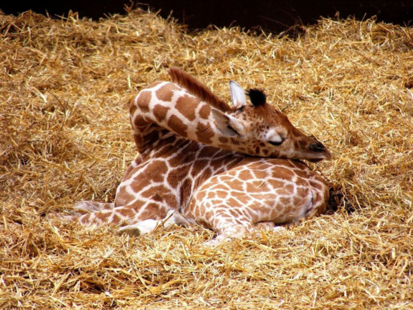 Sleeping baby giraffe