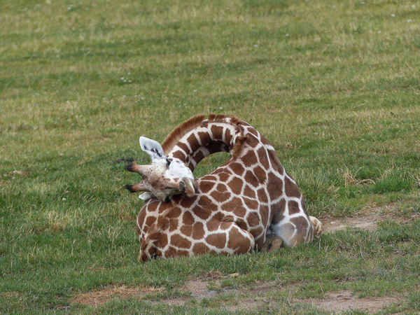 Sleeping baby giraffe