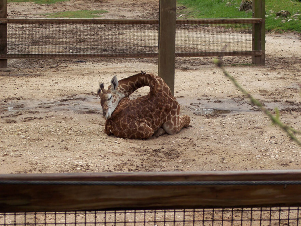 Sleeping baby giraffe