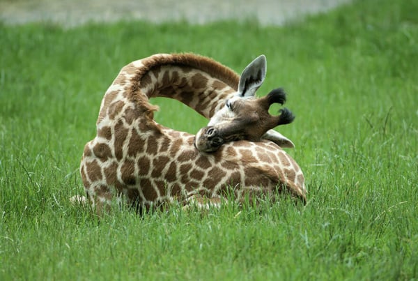 Sleeping baby giraffe