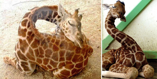 Sleeping baby giraffe