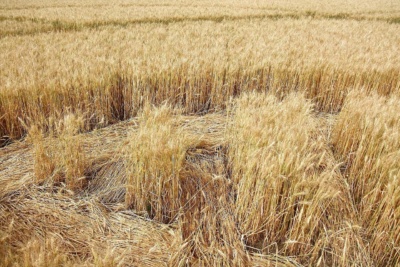 Swiss Crop Circle Detail of a crop circle between Steckborn and Hörhausen, discovered in the early morning of the 12th July 2009