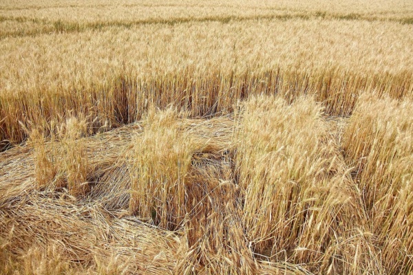 Swiss Crop Circle Detail of a crop circle between Steckborn and Hörhausen, discovered in the early morning of the 12th July 2009