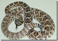 Mohave Rattlesnake