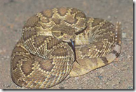 Mohave Rattlesnake