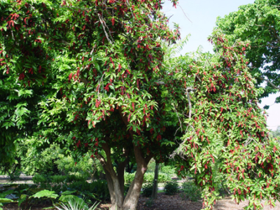 Bignay tree (full view)