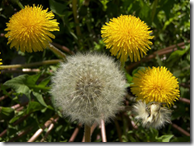 Yellow and white Dandelion flowers