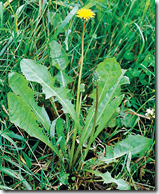 Dandelion flower towers above the green foliage