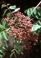 Batoko Plum plant