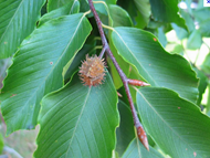 Beech tree nut