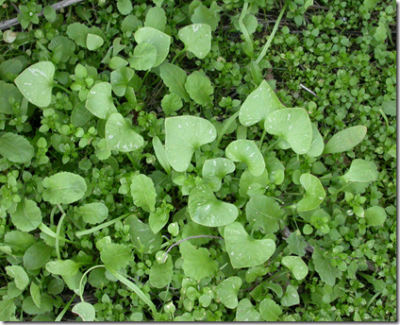 Miner’s Lettuce in the wild
