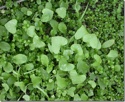 Miner’s Lettuce in the wild