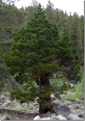 Juniper tree