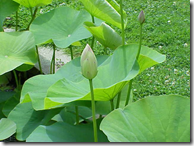 Lotus leaves and flower buds