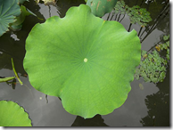 Lotus leaf