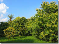 Mango trees