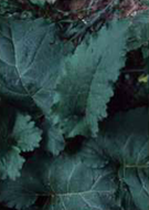 Burdock Arctium lappa leaves