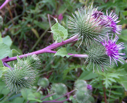 Burdock - edible wild plant - how to find, identify, prepare, and other uses for survival. 1 Burdock flowers