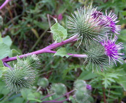 Burdock flowers