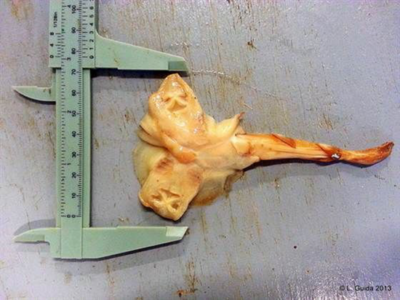 As if they're not already creepy enough, researchers find two-headed stingray fetus floating in aquarium water 6 1 image thumb93