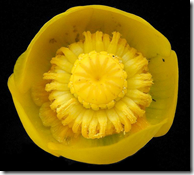 The yellow flower of the Spatterdock or Water Lily