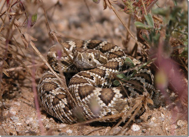 The Mojave Rattlesnake can be difficult to see in its native habitat