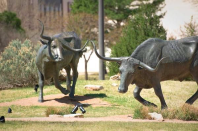 Bull statues at the National Ranching Heritage museum on Texas Tech University campus