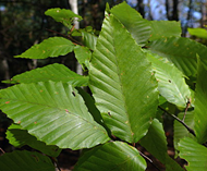Beech tree leaves