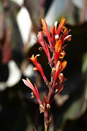 Canna Lily (Canna indica), also kown as saka siri, Indian shot, canna, bandera, chancle, coyol, or platanillo