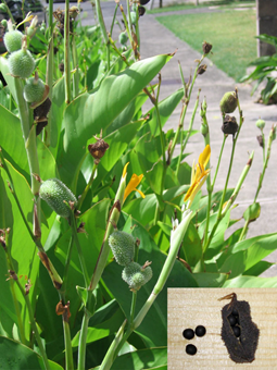 Canna Lily plant and seeds