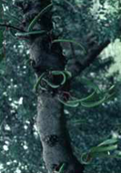 Carob Tree (Ceratonia siliqua) plant and seedpods