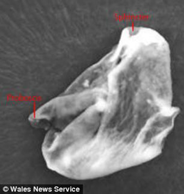 Strange alien life form discovered by British scientists in the Earth's stratosphere