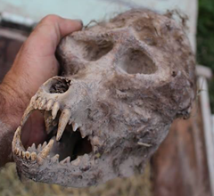 Close-up view of the werewolf skull found by farmed buried in chained box
