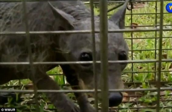 Did this Texas family just capture a live Chupacabra?