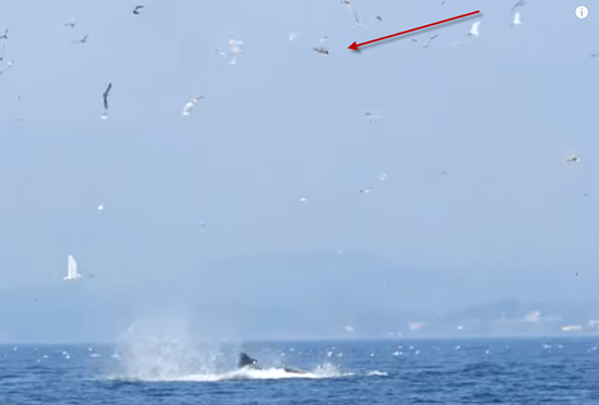 Stunning series of photographs captures orca killer whale punting a seal over 8-stories into the air