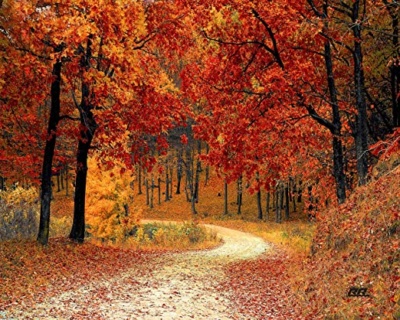 Why do tree leaves turn brown and fall off in the winter (it's probably not for the reason you thought)? 1 A16YkO9YbcL. AC SX522