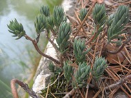 Wild asparagus plants