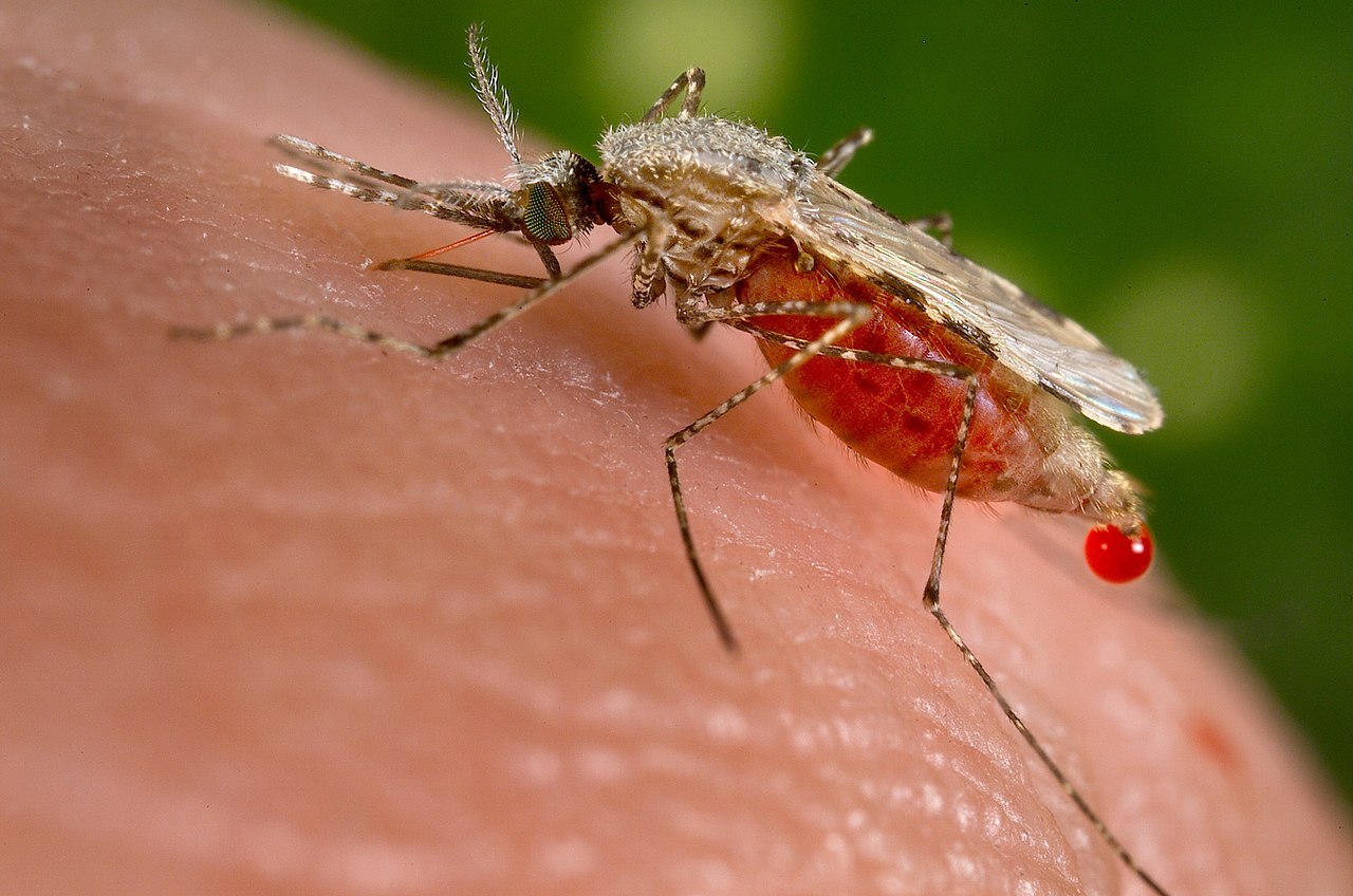 Study finds almost 3 in 10 young kids in sub-saharan africa have malaria. 1 Closeup of a Anopheles stephensi mosquito biting a human