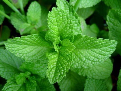Closeup photo of Mint plant leaves cluster