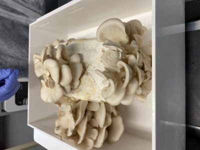 Edible fungi