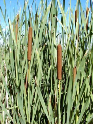 Cattail plants